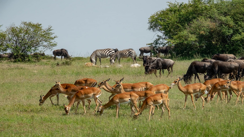 Aerial view of the Masai Mara National Reserve in Kenya