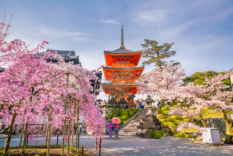 A close-up photo of delicate pink cherry blossoms in full bloom against a clear blue sky, symbolizing the beauty of spring in Japan."