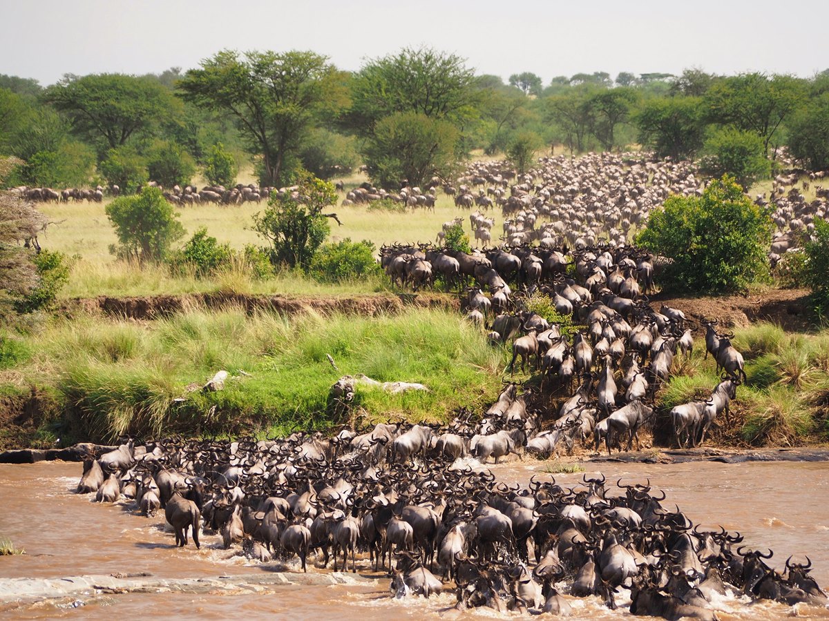 Wildebeest-Migration